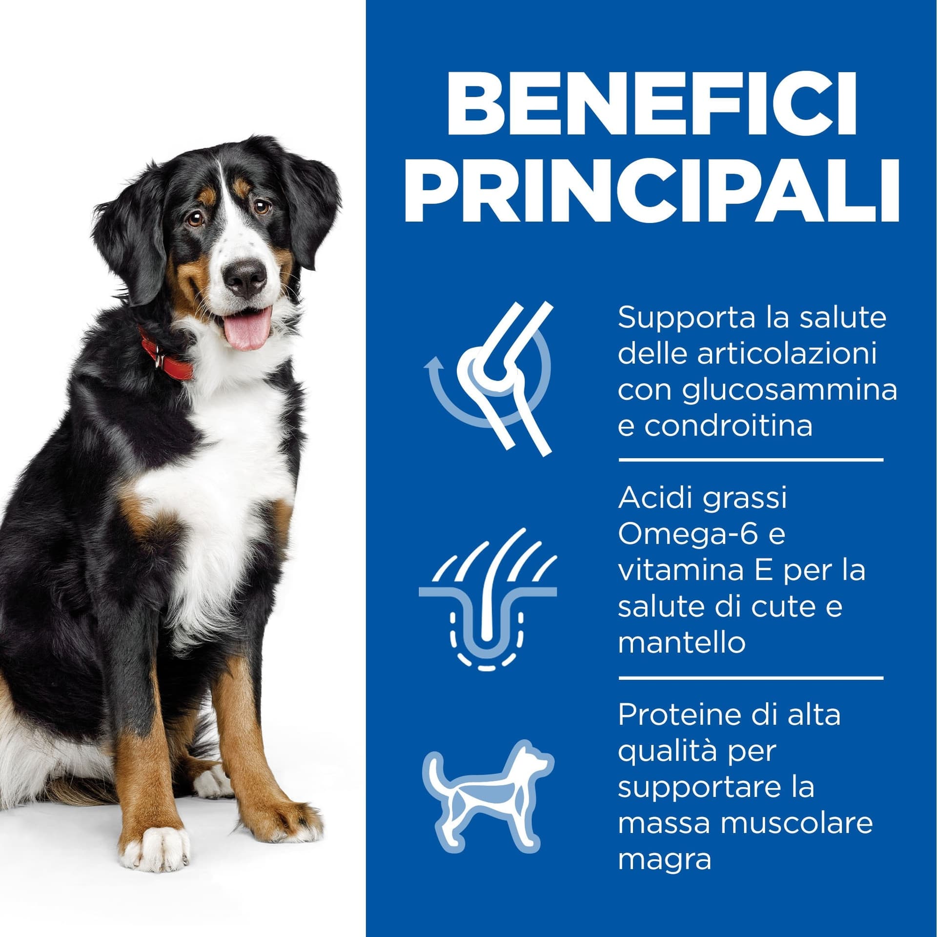 Hill's Mantenimento secco Cani Adulti Large pollo in Secco 101 Market - Poggibonsi, commercioVirtuoso.it