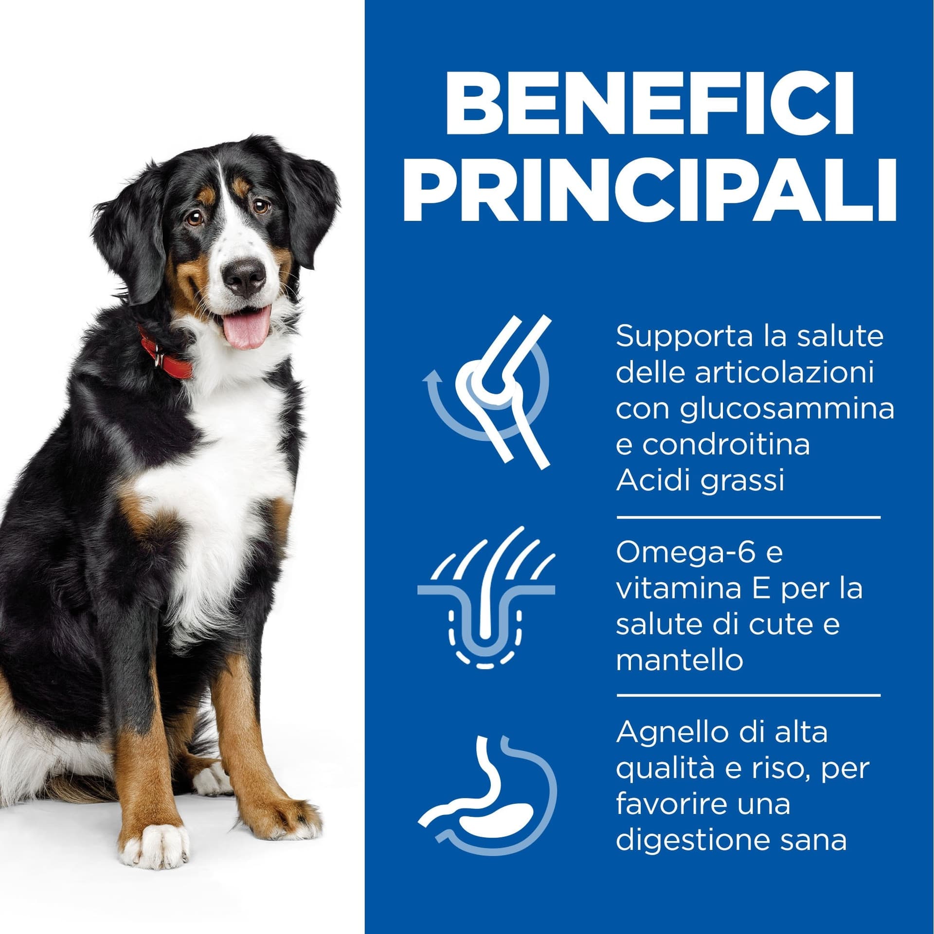 Hill's Mantenimento secco Cani Adulti Large agnello e riso 12 kg in Secco 101 Market - Poggibonsi, commercioVirtuoso.it