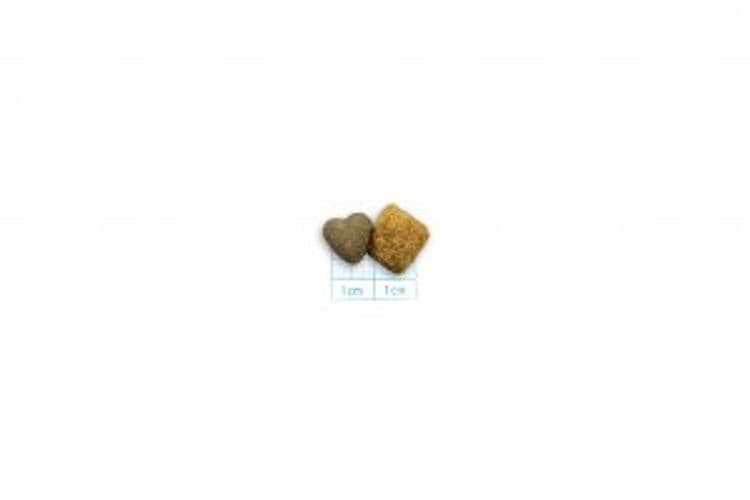Forza 10 Active Cane Intestinal in Secco 101 Market - Poggibonsi, commercioVirtuoso.it