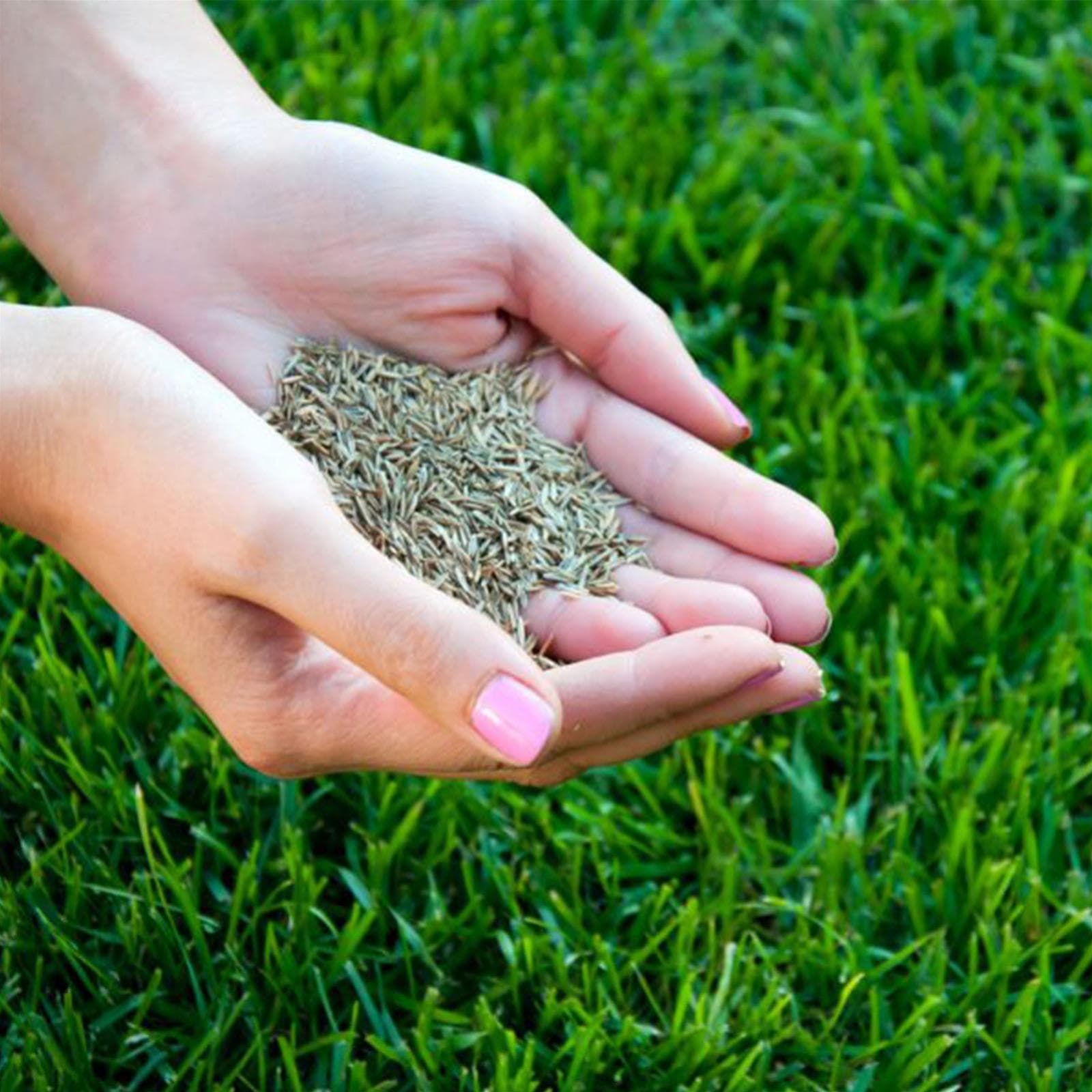 Seme "Prato Veloce" rigenerazione tappeto erboso ripristina aiuola Giardino e giardinaggio/Giardinaggio/Fertilizzanti e concimi/Fertilizzanti per il prato La Zappa - Altamura, Commerciovirtuoso.it