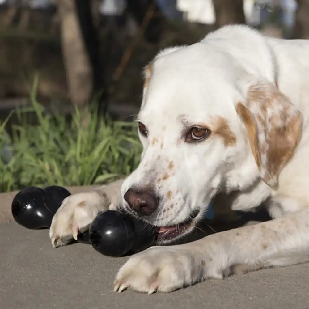 Kong Extreme Osso Gioco Interattivo per Cani in Giochi da masticare 101 Market - Poggibonsi, commercioVirtuoso.it