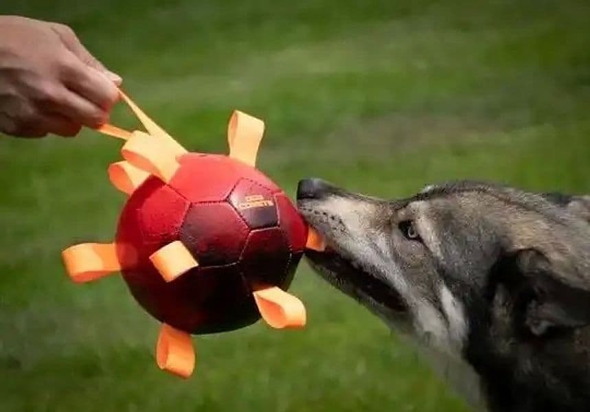 Dog Comets Hypernova Gioco per Cani in Giochi con squeak 101 Market - Poggibonsi, commercioVirtuoso.it