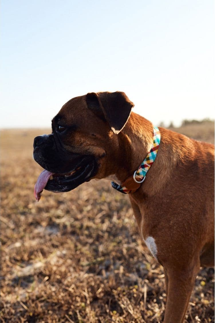 Collare Zeedog Phantom per Cani in Collari standard 101 Market - Poggibonsi, commercioVirtuoso.it