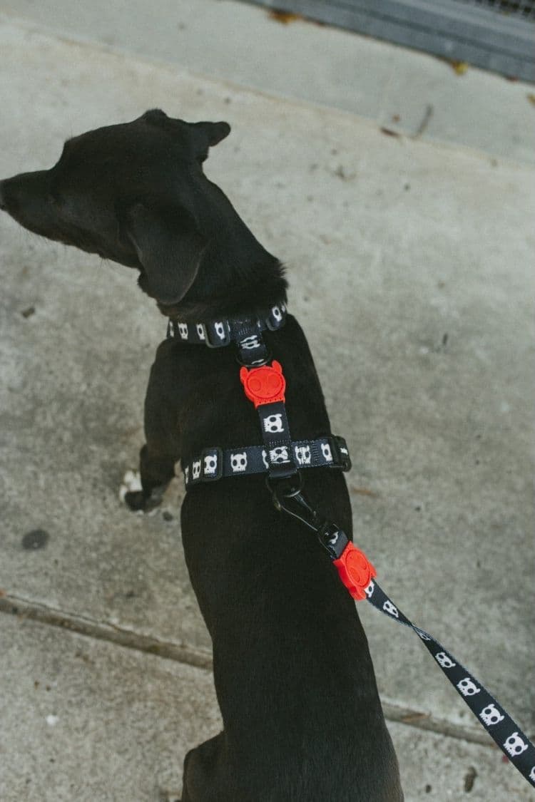 Pettorina ad H Zeedog Skull per Cani in Imbracature con pettorina 101 Market - Poggibonsi, commercioVirtuoso.it