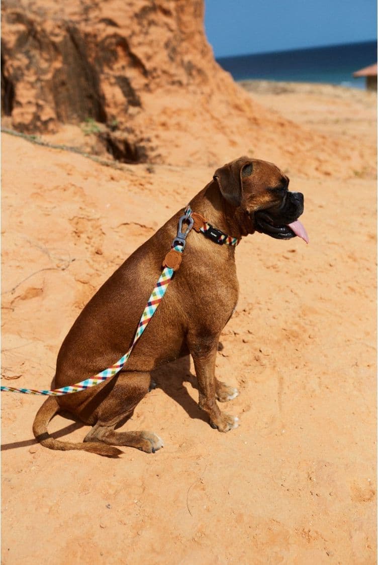 Guinzaglio Zeedog Phantom per Cani in Guinzagli base 101 Market - Poggibonsi, commercioVirtuoso.it