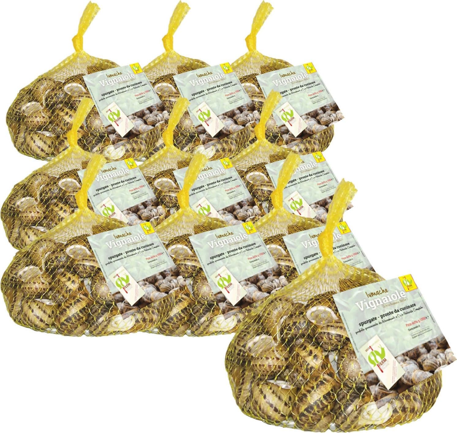 Lumache Vignaiole Grandi HELIX ASPERSA MULLER Spurgate Pronte da Cucinare 100% Italiane in Lumache Coclè - Piana di Monte Verna, commercioVirtuoso.it