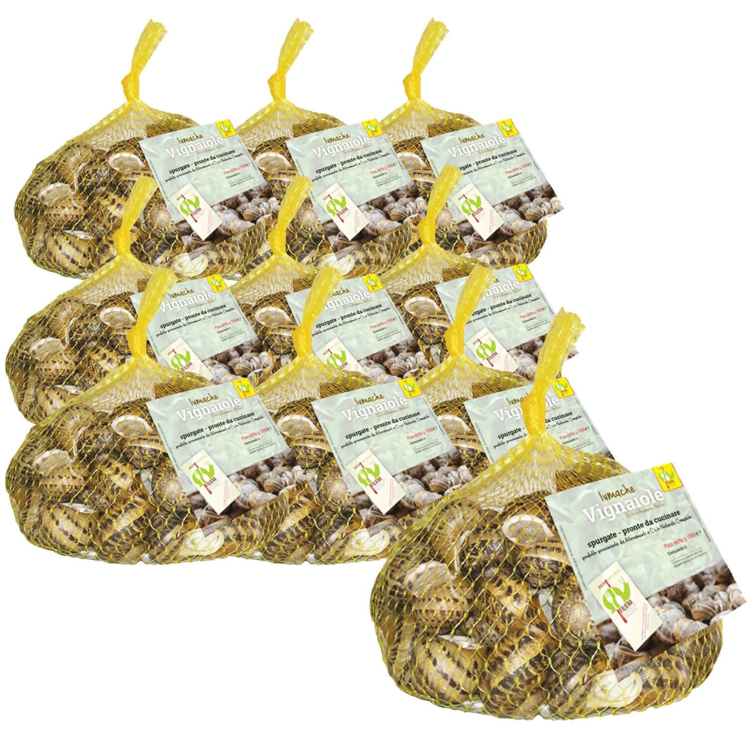 Lumache Vignaiole Grandi HELIX ASPERSA MULLER Spurgate Pronte da Cucinare 100% Italiane in Lumache Coclè - Piana di Monte Verna, commercioVirtuoso.it