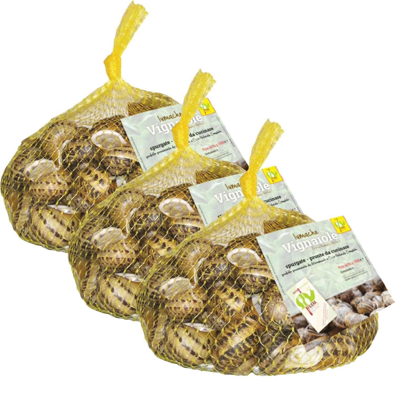 Lumache Vignaiole Grandi HELIX ASPERSA MULLER Spurgate Pronte da Cucinare 100% Italiane in Lumache Coclè - Piana di Monte Verna, commercioVirtuoso.it