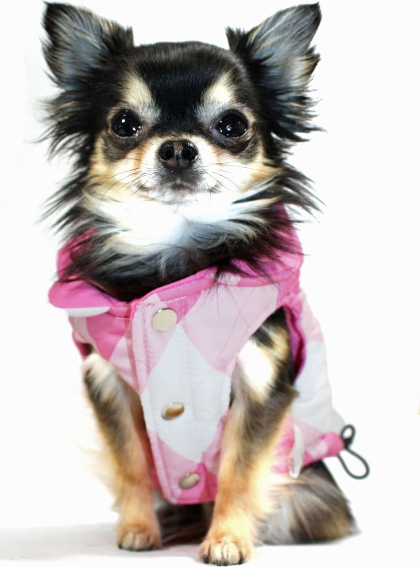 Piumino per cani reversibile Puffer Pink in Cappotti e giubbotti 101 Market - Poggibonsi, commercioVirtuoso.it