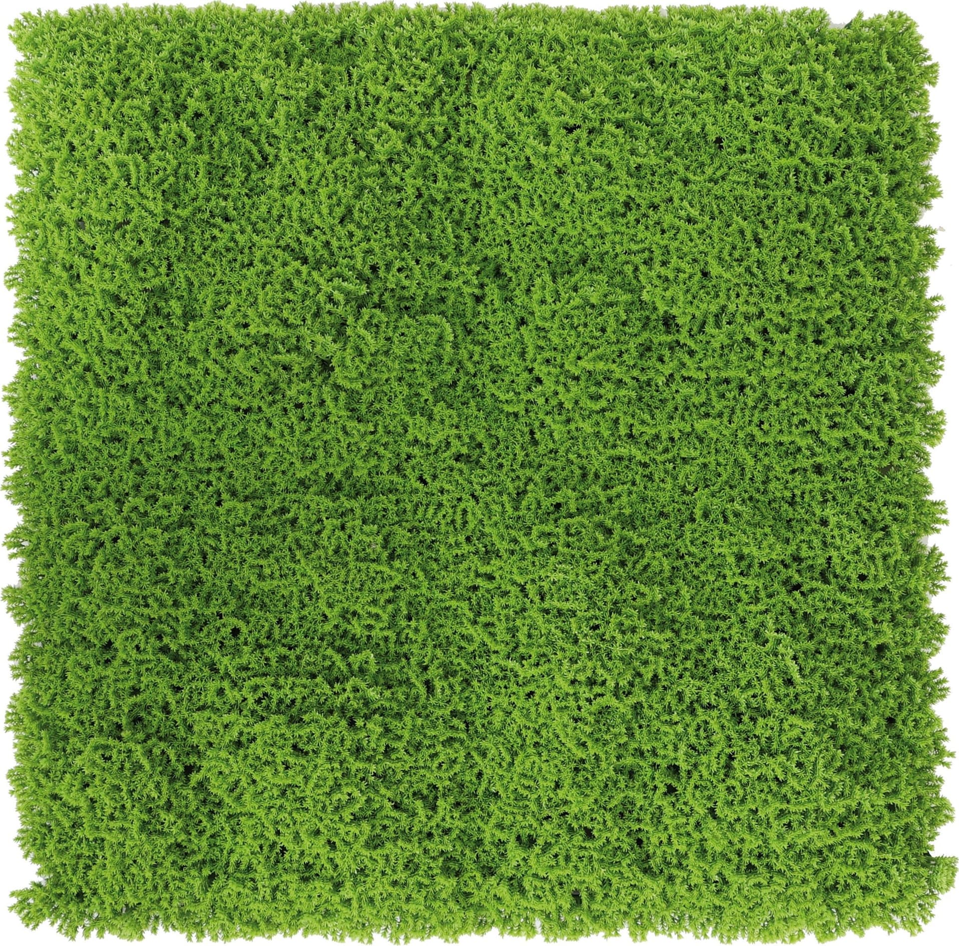 Siepe Artificiale da Parete Mod. Muschio Cm 50 x 50 Confine