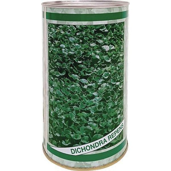Seme Prato Dichondra Repens 500 g 2 Pezzi