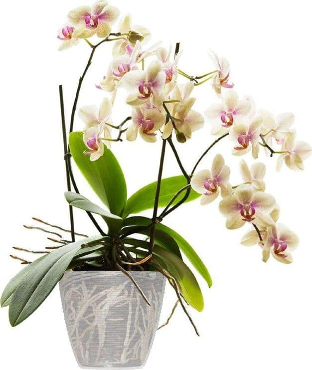 Portavaso 'Paglia' Ø 14 Cm - 1,2 Lt - Bama in Fioriere BricoGo - Marano di Napoli, commercioVirtuoso.it