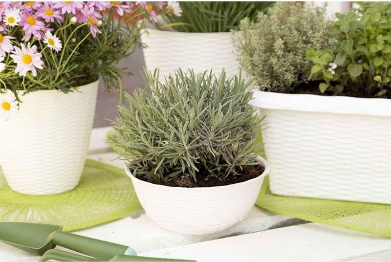 Ciotola per Fiori Ø Bama Paglia 12,5 lt Panna 10 Pezzi 40 x 17 cm