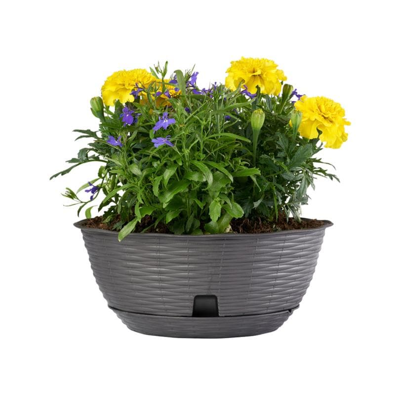 Ciotola Per Fiori 'Paglia' Ø Cm 20Xh.8,5 Lt.1,6 - Antracite- 12 Pezzi - Bama in Vasi tradizionali BricoGo - Marano di Napoli, commercioVirtuoso.it