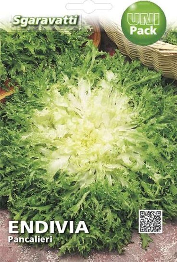 Semi Per Ortaggi E Vegetali Endivia Riccia Pancalieri 20 Pezzi - Sgaravatti in Vegetali BricoGo - Marano di Napoli, commercioVirtuoso.it