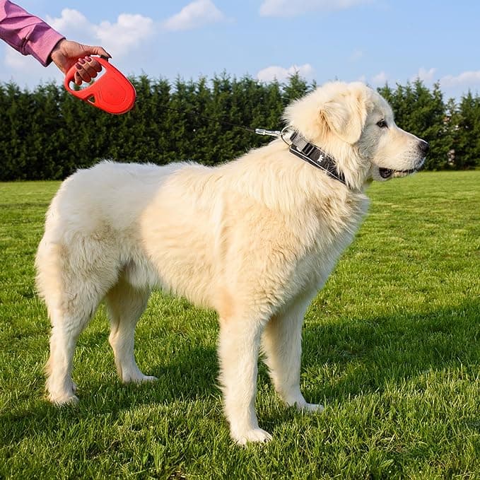 Guinzaglio Per Cani Flippy One Tape Large Nero- Ferplast- 1,0 Pz in Guinzagli retrattili BricoGo - Marano di Napoli, commercioVirtuoso.it