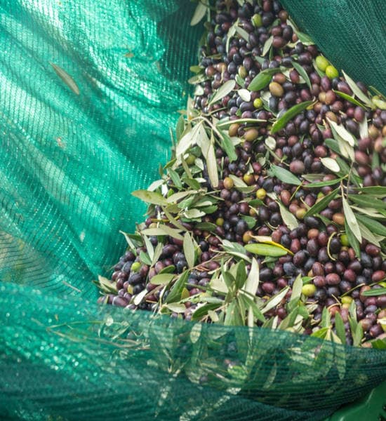 Rete Raccolta Olive Leggera Antispina In Teli Misura 6X6 Metri Con Taglio A Metà Con Occhielli T-Rex in Reti protettive BricoGo - Marano di Napoli, commercioVirtuoso.it
