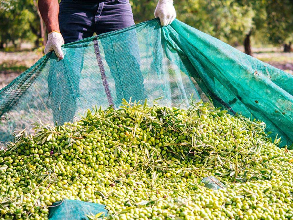 Rete Raccolta Olive Leggera Antispina In Teli Misura 6X6 Metri Con Taglio A Metà Con Occhielli T-Rex in Reti protettive BricoGo - Marano di Napoli, commercioVirtuoso.it