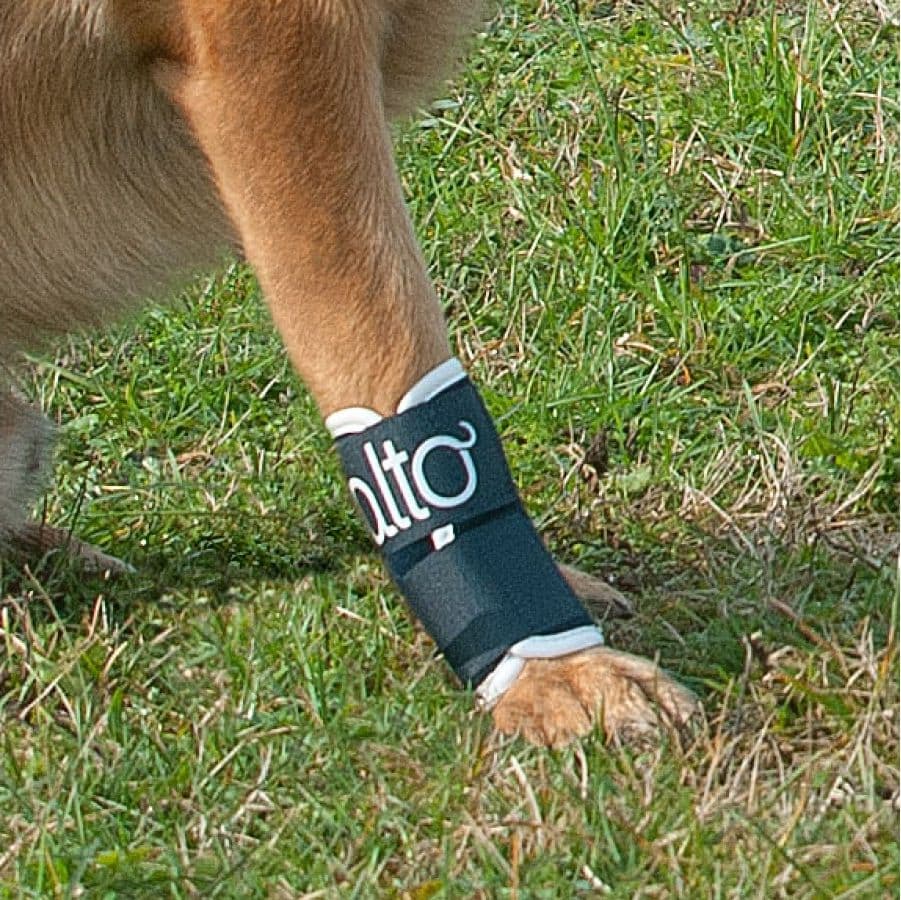 Tutore del Carpo per cani Bt Joint in Cura di anche e articolazioni 101 Market - Poggibonsi, commercioVirtuoso.it