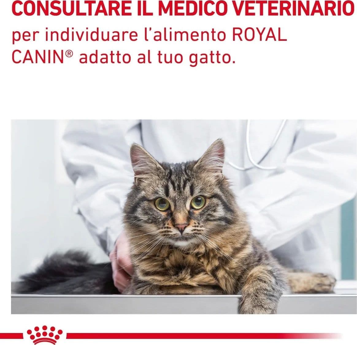 Royal Canin Gastrointestinal Fibre Response Croccantini per Gatti Adulti in Secco 101 Market - Poggibonsi, commercioVirtuoso.it
