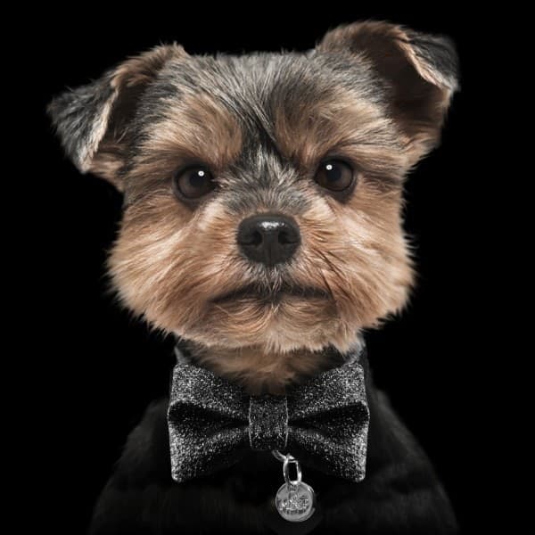 Milk & Pepper Papillon Glitter Nero per Cani in Collari standard 101 Market - Poggibonsi, commercioVirtuoso.it