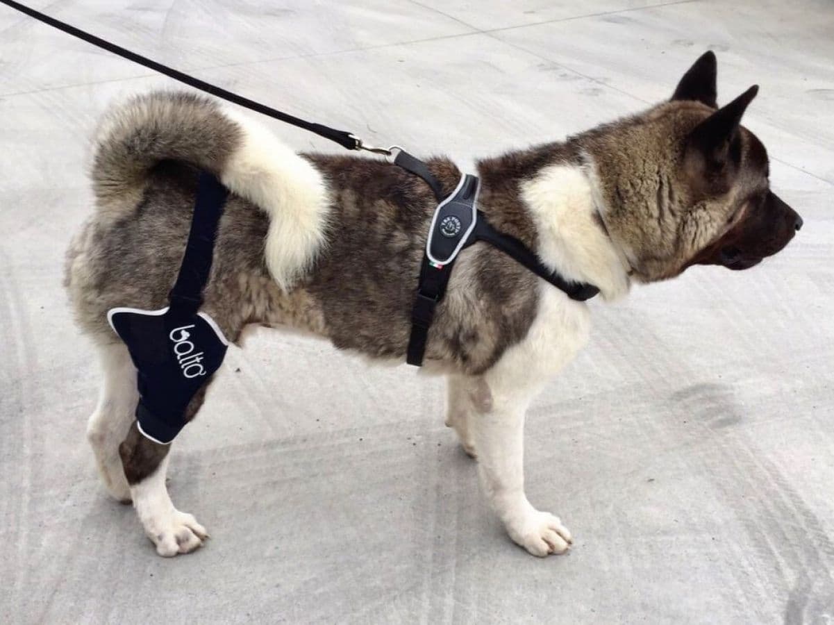 Tutore Ginocchio per cani Bt JUmp in Cura di anche e articolazioni 101 Market - Poggibonsi, commercioVirtuoso.it
