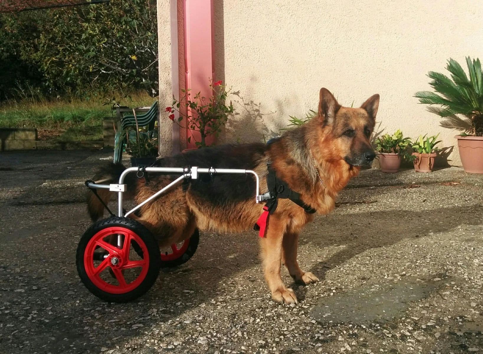 CARRELLO SEDIA A ROTELLE PER CANI DISABILI in Cura di anche e articolazioni 101 Market - Poggibonsi, commercioVirtuoso.it