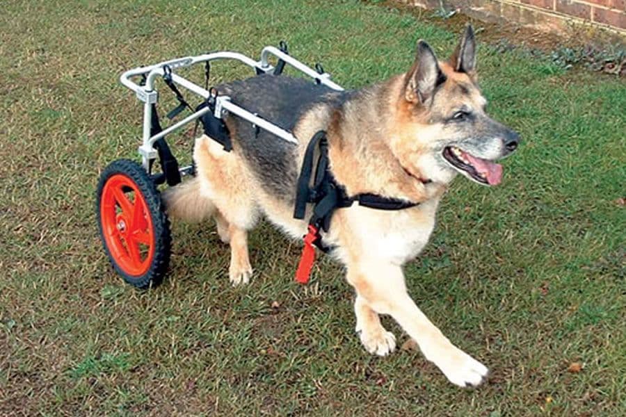 CARRELLO SEDIA A ROTELLE PER CANI DISABILI in Cura di anche e articolazioni 101 Market - Poggibonsi, commercioVirtuoso.it