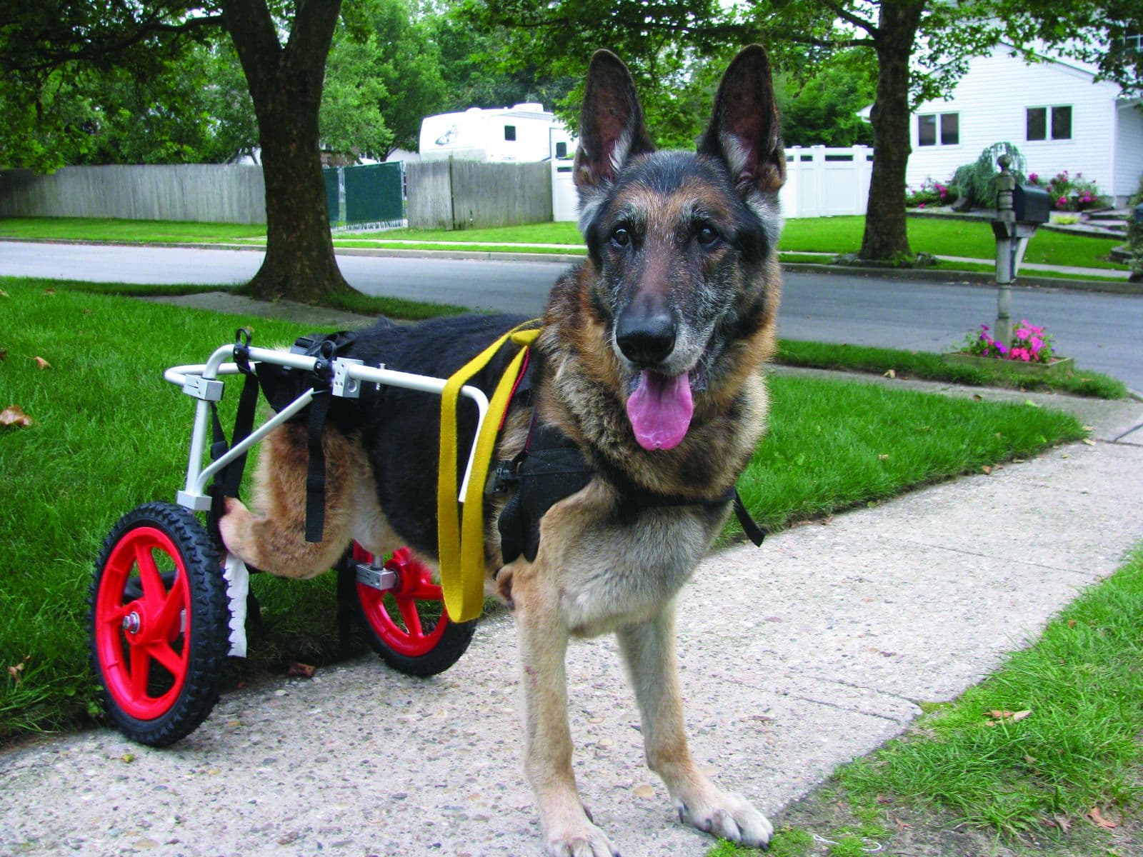 CARRELLO SEDIA A ROTELLE PER CANI DISABILI in Cura di anche e articolazioni 101 Market - Poggibonsi, commercioVirtuoso.it