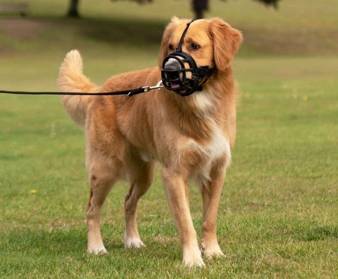 Museruola Baskerville Ultra Muzzle per Cani in Museruole 101 Market - Poggibonsi, commercioVirtuoso.it