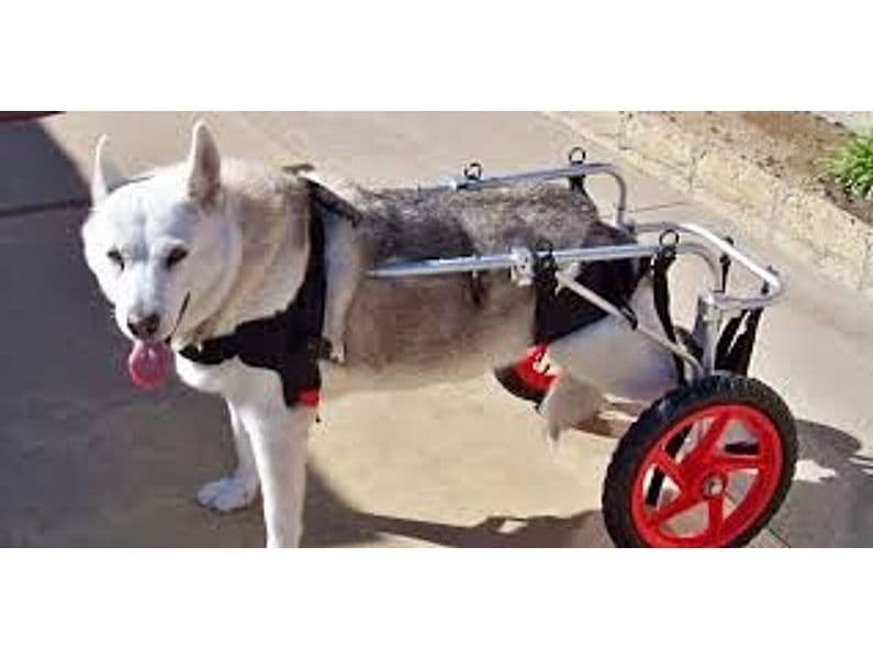 CARRELLO SEDIA A ROTELLE PER CANI DISABILI in Cura di anche e articolazioni 101 Market - Poggibonsi, commercioVirtuoso.it
