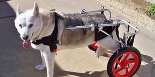 CARRELLO SEDIA A ROTELLE PER CANI DISABILI in Cura di anche e articolazioni 101 Market - Poggibonsi, commercioVirtuoso.it