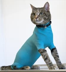 Body post-operatori per gatti