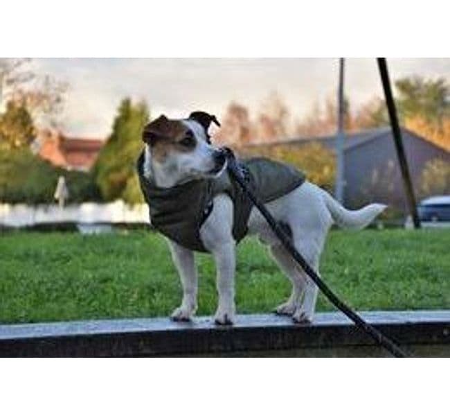 Impermeabile Imbottito Bobby Urban per Cani in Cappotti e giubbotti 101 Market - Poggibonsi, commercioVirtuoso.it