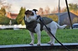 Impermeabile Imbottito Bobby Urban per Cani in Cappotti e giubbotti 101 Market - Poggibonsi, commercioVirtuoso.it