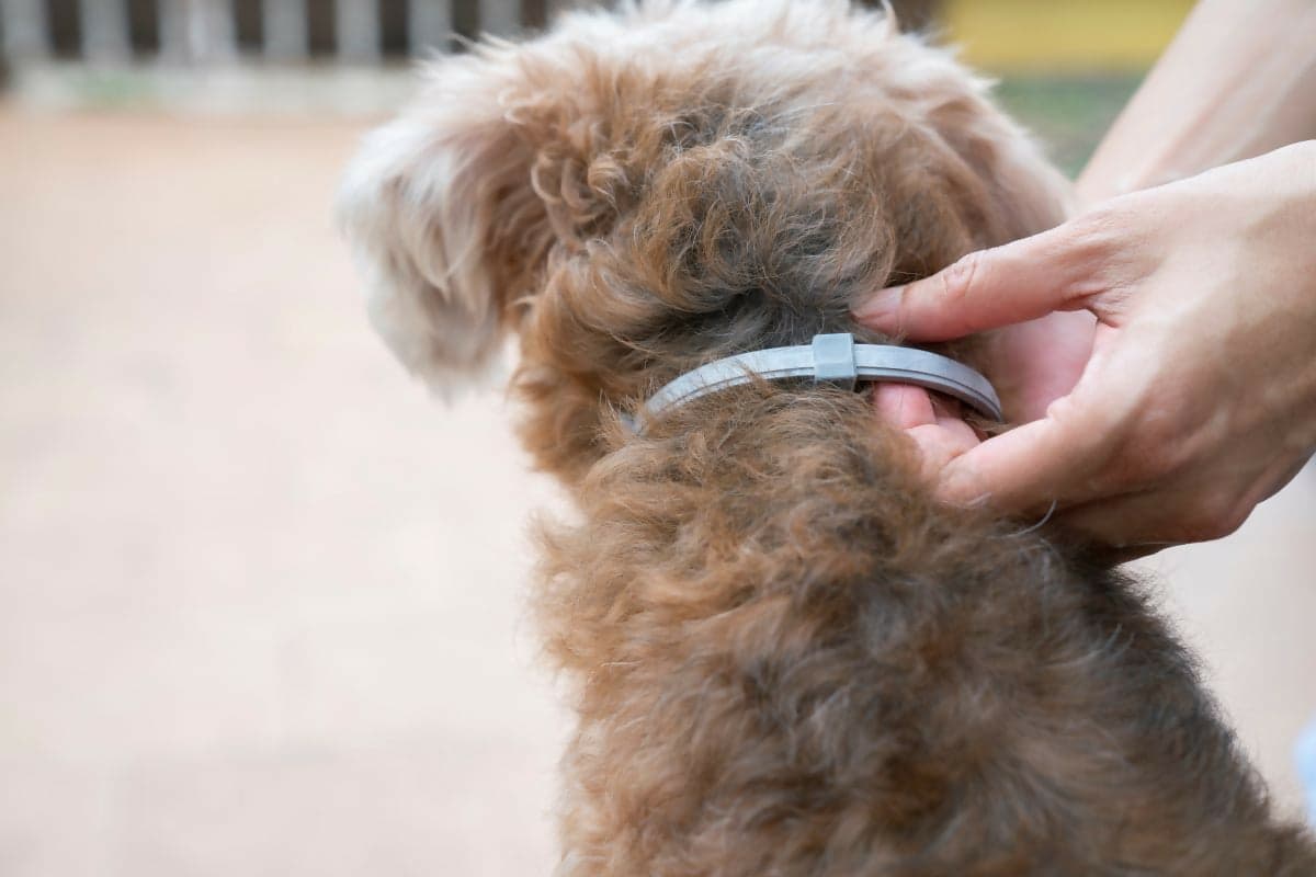 collare cane antipulci