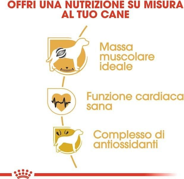 Royal Canin Boxer Adult Croccantini per Cani Adulti 12kg in Secco 101 Market - Poggibonsi, commercioVirtuoso.it