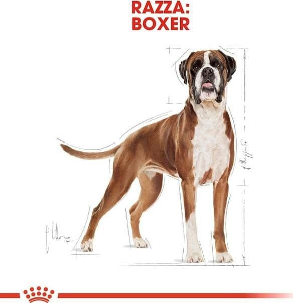 Royal Canin Boxer Adult Croccantini per Cani Adulti 12kg in Secco 101 Market - Poggibonsi, commercioVirtuoso.it