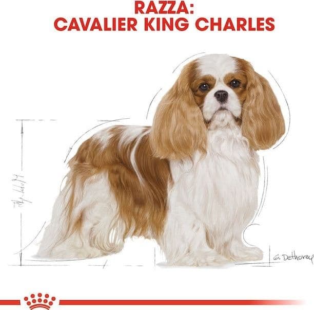 Royal Canin Cavalier King Charles Adult Croccantini per Cani Adulti in Secco 101 Market - Poggibonsi, commercioVirtuoso.it