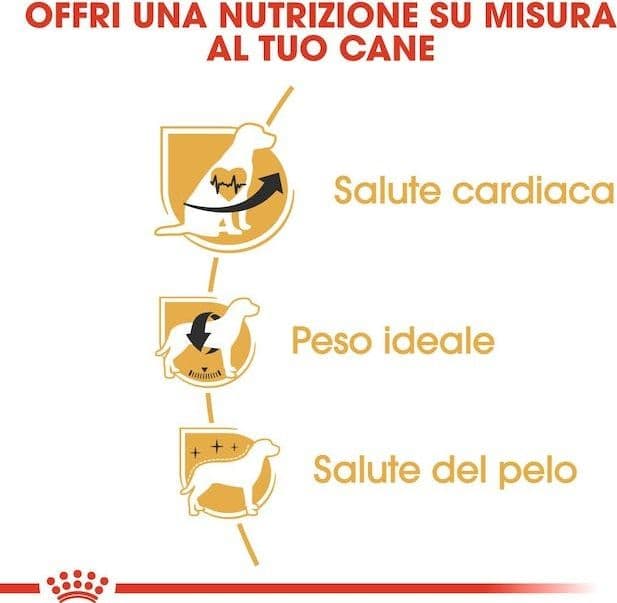 Royal Canin Cavalier King Charles Adult Croccantini per Cani Adulti in Secco 101 Market - Poggibonsi, commercioVirtuoso.it
