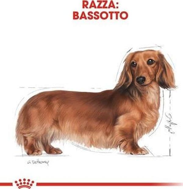 Royal Canin Dachshund Adult Croccantini per Cani Adulti in Secco 101 Market - Poggibonsi, commercioVirtuoso.it