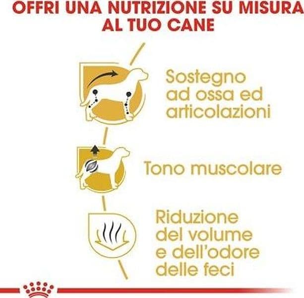 Royal Canin Dachshund Adult Croccantini per Cani Adulti in Secco 101 Market - Poggibonsi, commercioVirtuoso.it