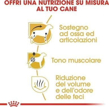 Royal Canin Dachshund Adult Croccantini per Cani Adulti in Secco 101 Market - Poggibonsi, commercioVirtuoso.it