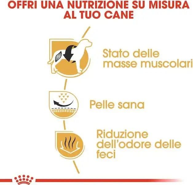 Royal Canin Bulldog Francese Adult Croccantini per Cani Adulti in Secco 101 Market - Poggibonsi, commercioVirtuoso.it