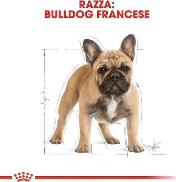 Royal Canin Bulldog Francese Adult Croccantini per Cani Adulti in Secco 101 Market - Poggibonsi, commercioVirtuoso.it
