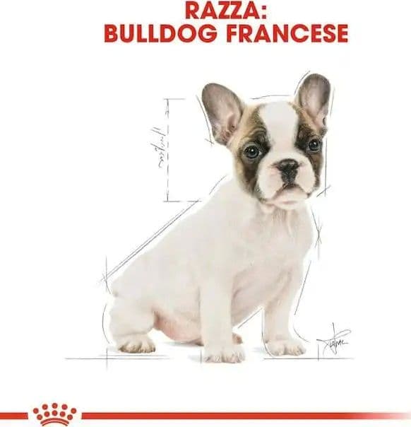 Royal Canin Bulldog Francese Puppy Croccantini per Cani Cuccioli in Secco 101 Market - Poggibonsi, commercioVirtuoso.it