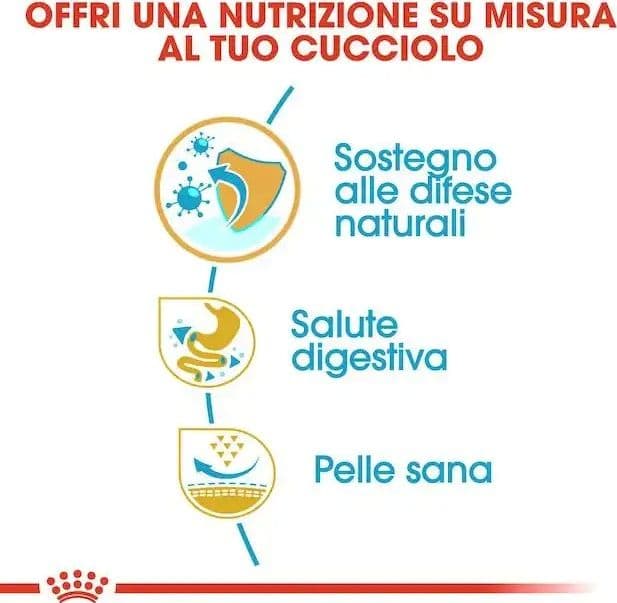 Royal Canin Bulldog Francese Puppy Croccantini per Cani Cuccioli in Secco 101 Market - Poggibonsi, commercioVirtuoso.it