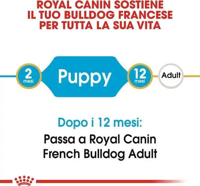 Royal Canin Bulldog Francese Puppy Croccantini per Cani Cuccioli in Secco 101 Market - Poggibonsi, commercioVirtuoso.it