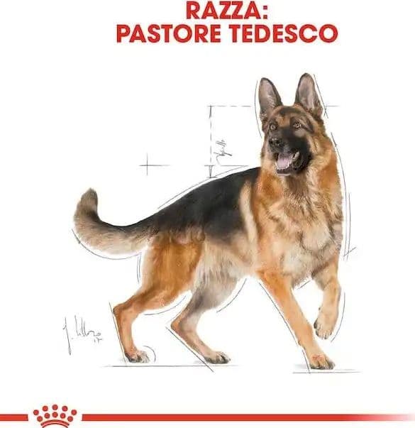 Royal Canin Pastore Tedesco Adult Croccantini per Cani Adulti in prodotto 101 Market - Poggibonsi, commercioVirtuoso.it