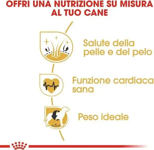 Royal Canin Golden Retriever Adult Croccantini per Cani Adulti in Secco 101 Market - Poggibonsi, commercioVirtuoso.it